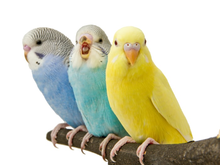 Automático Infantil Patentar Los mejores pájaros para tener de mascota - Todo mascotas