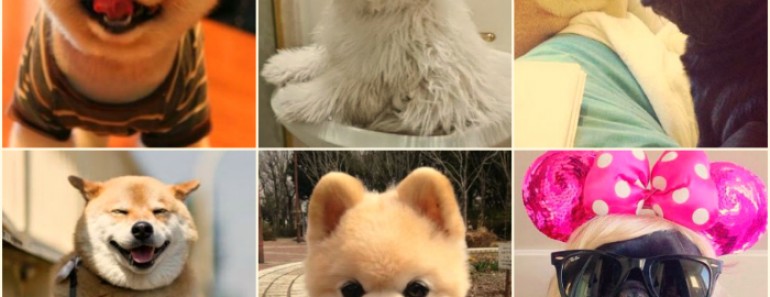 Perros más famosos de internet
