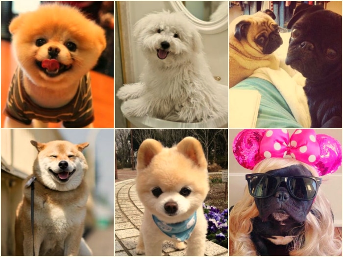 Perros más famosos de internet