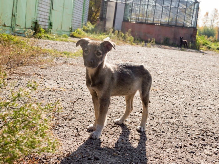 Adoptar mascotas