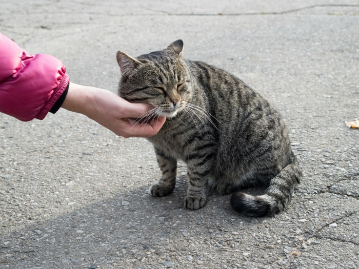 Adoptar animales