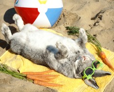 Refrescar conejo verano