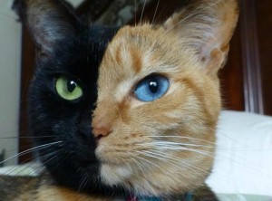 Venus gato quimera