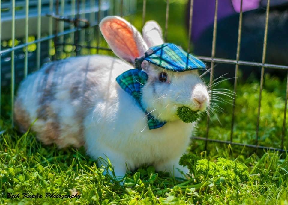 disfraces de conejos tiernos