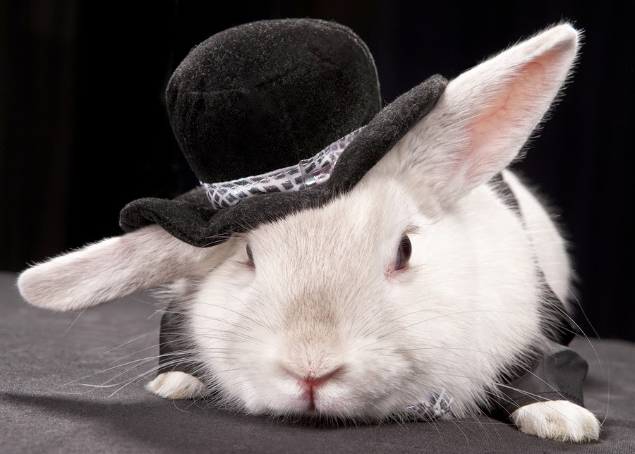 Testificar Antagonismo salir Los conejos mejor disfrazados: ¡Súper tiernos!