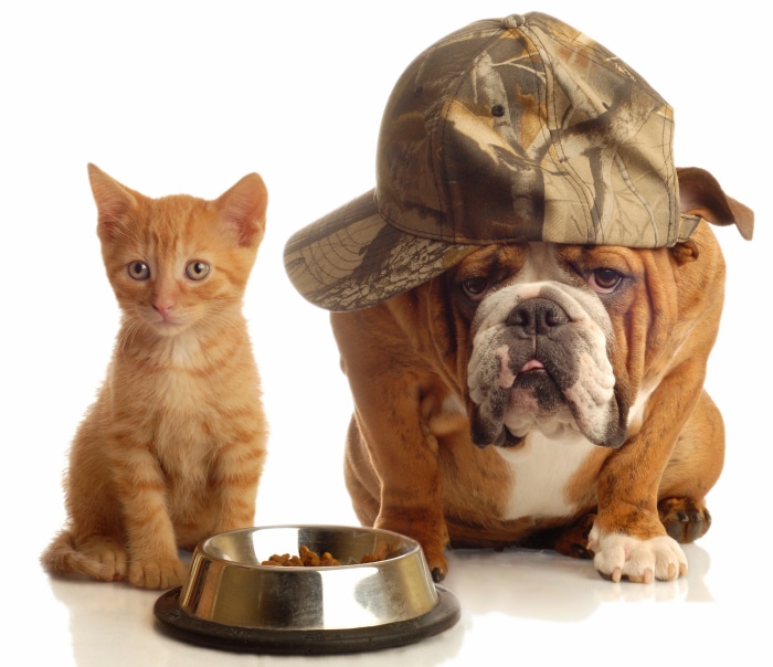reparar brumoso Abigarrado Cómo hacer comida casera para perros y gatos - Todo mascotas