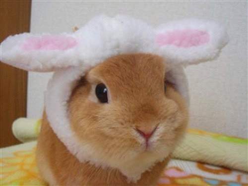 disfraces de conejos tiernos
