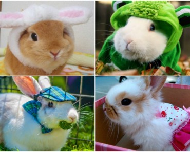 Conejos disfrazados