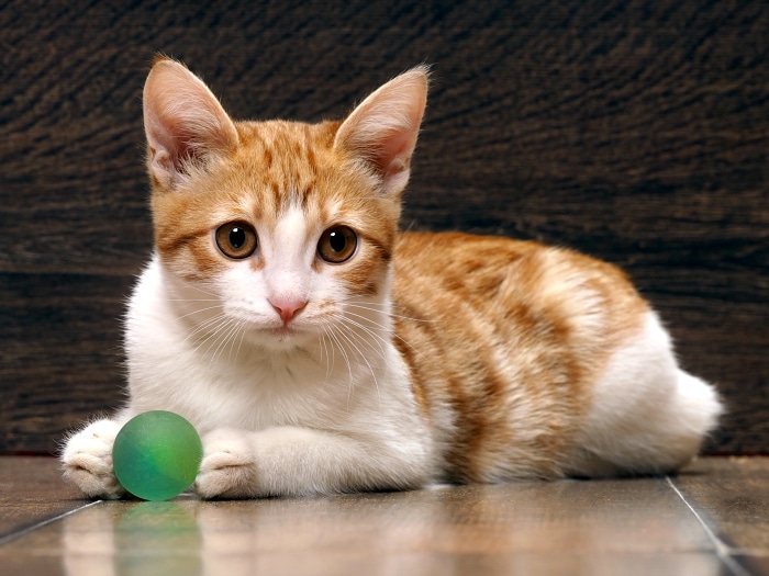 ¡Estos gatos se creen que son perros!