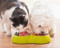 Hacer comida casera perros y gatos