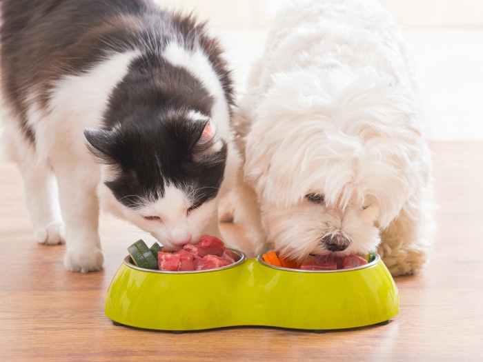 Cómo hacer comida casera para perros y gatos - Todo mascotas