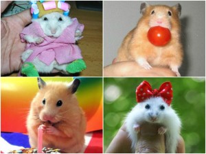 Hamsters graciosos