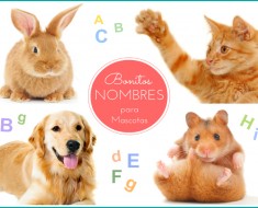 Nombres para mascotas