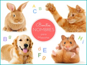 Nombres para mascotas