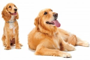 Perros