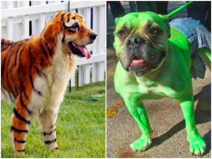 Nuclear frío genio Los perros con disfraces más divertidos y originales