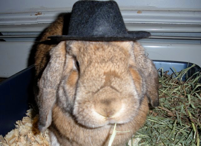 rabbit-hat