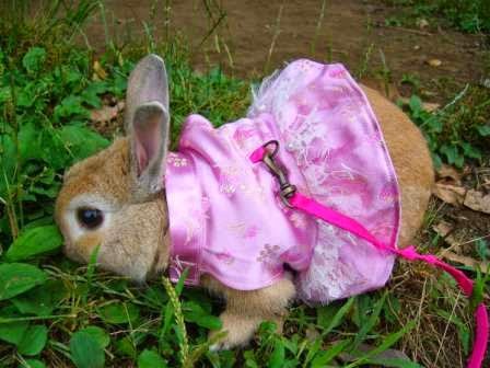 disfraces de conejos tiernos