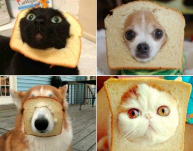 Mascotas con pan