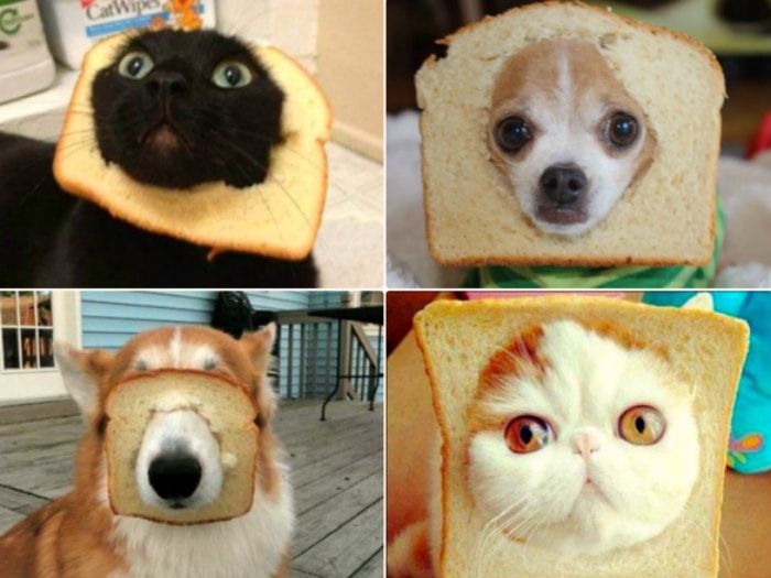 Mascotas con pan
