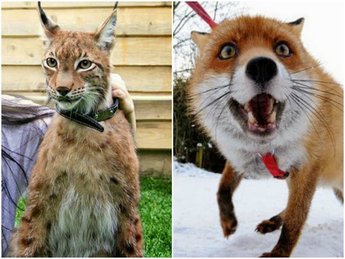 Mascotas inusuales y raras