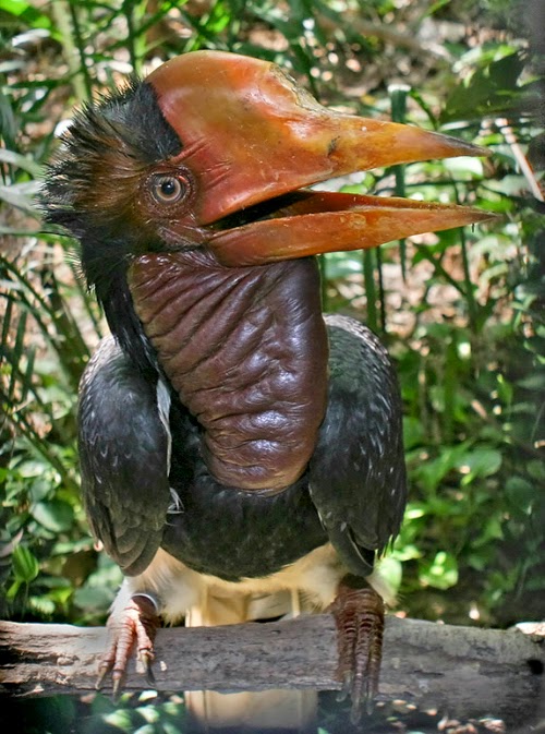 Jakie zwierze przypomina Ci poprzednik? - Page 39 Helmeted_Hornbill