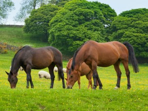 Bonitos caballos comiendo