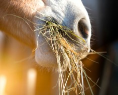 Caballo comiendo