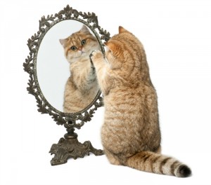 Gato se mira al espejo
