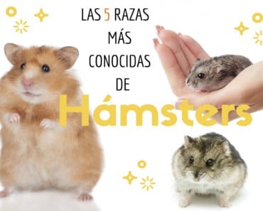 5 razas más conocidas de hamsters