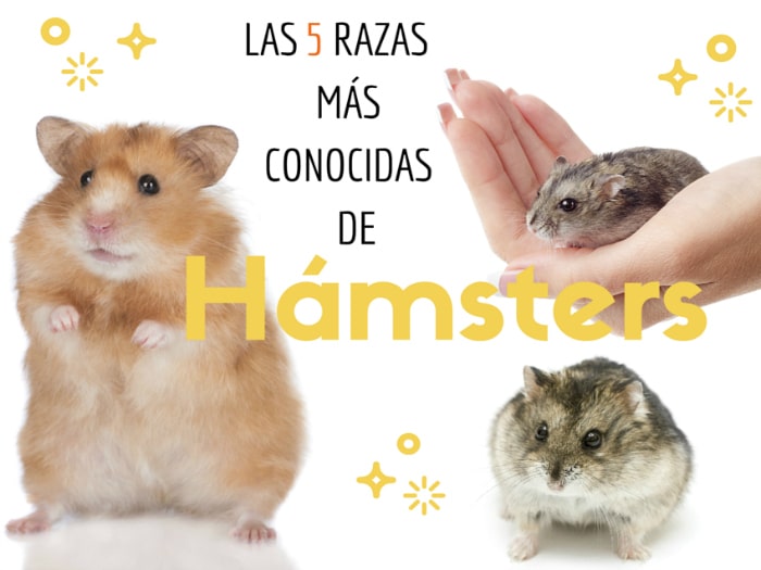 5 razas más conocidas de hamsters