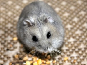 Hamster de campbell