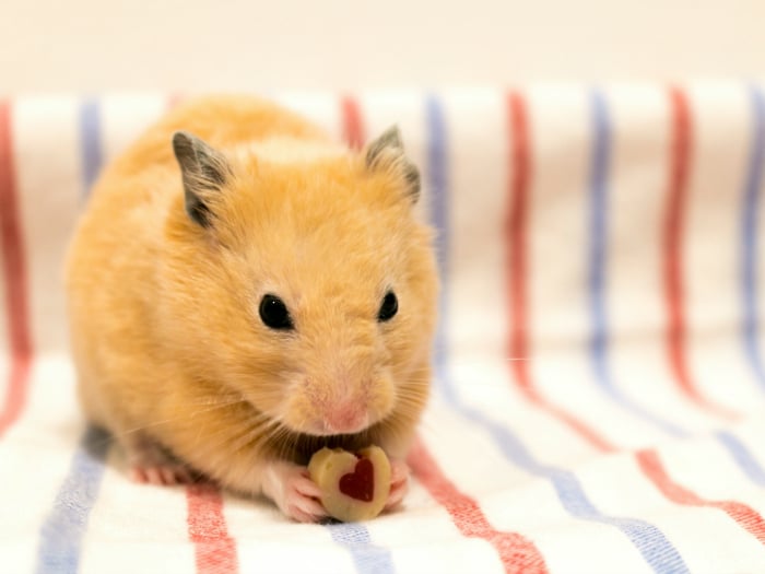 Hamster sirio o dorado