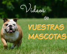 Vídeos de vuestras mascotas