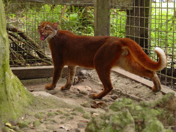 Gato de Borneo