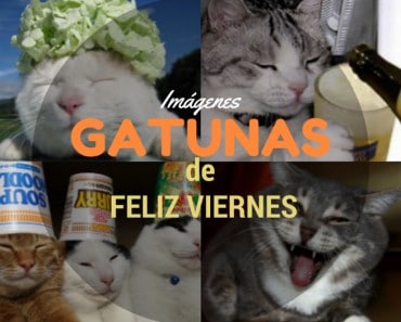Imágenes Gatunas de Feliz Viernes
