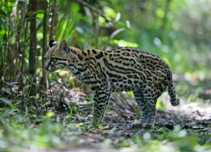 Ocelote