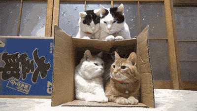 Resultado de imagen para gif gatos caja