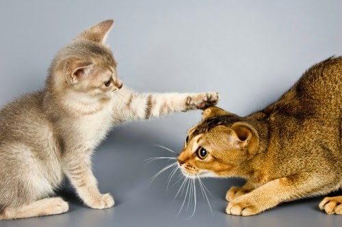 Qué hacer si vas a introducir otro gato en casa - Todo mascotas