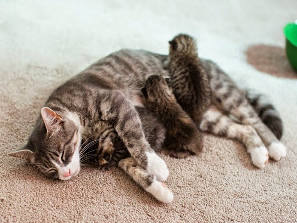 Supervivencia Misericordioso disco Una mamá gata pierde a sus bebés y adopta a unos abandonados - Todo mascotas