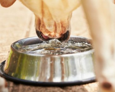 Cómo cuidar y refrescar a tu perro en verano