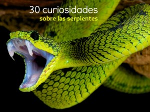 30 Curiosidades sobre serpientes