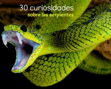 30 Curiosidades sobre serpientes
