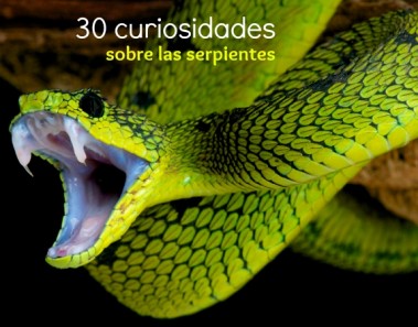 30 Curiosidades sobre serpientes