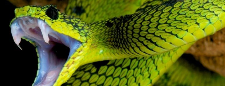 30 Curiosidades sobre serpientes