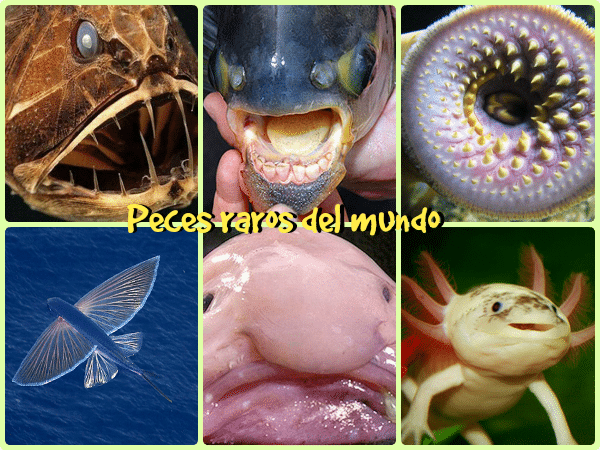 Los peces más extraños del planeta (1ª parte) - Todo mascotas