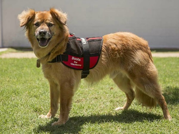 perro-sobreviviente-del-huracan-katrina