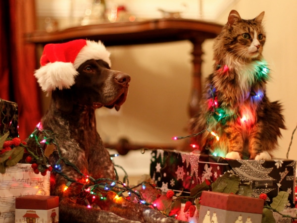 gato-perro-navidad.jpg