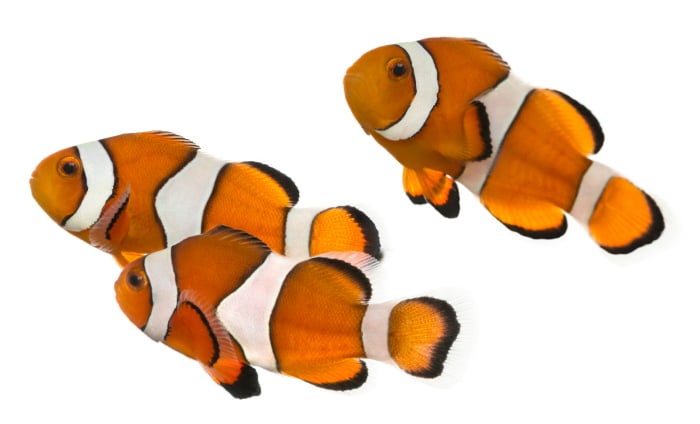 Peces - Todo mascotas