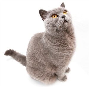 Ruso azul gatos